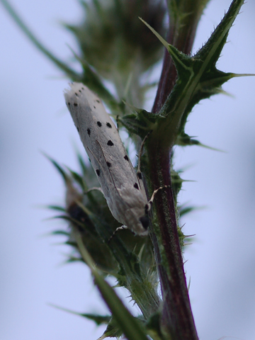 Lepidoptera Pyralidae - Myelois circumvoluta Chiedo conferma